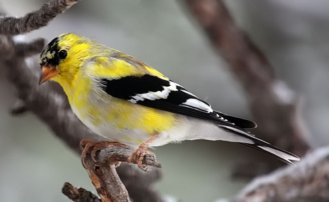 American Goldfinch