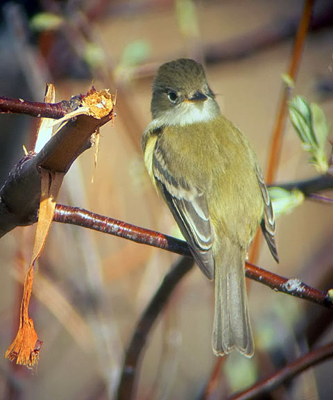 Least Flycatcher