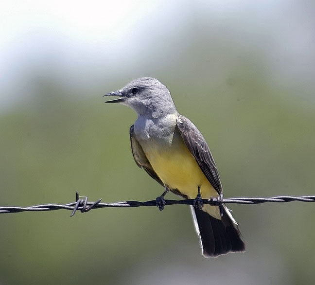 Western Kingbird