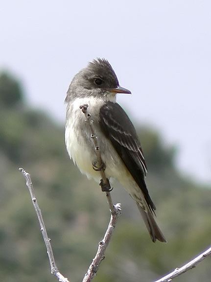 Olive-sided Flycatcher