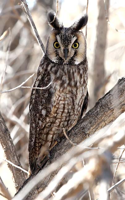 Long-eared Owl