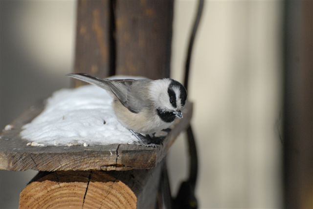 Mountain Chickadee