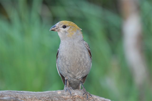 Pine Grosbeak