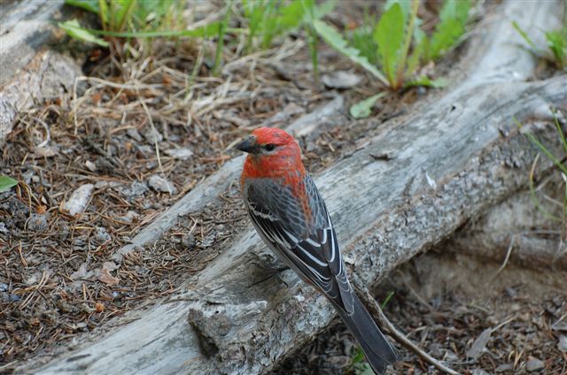 Pine Grosbeak
