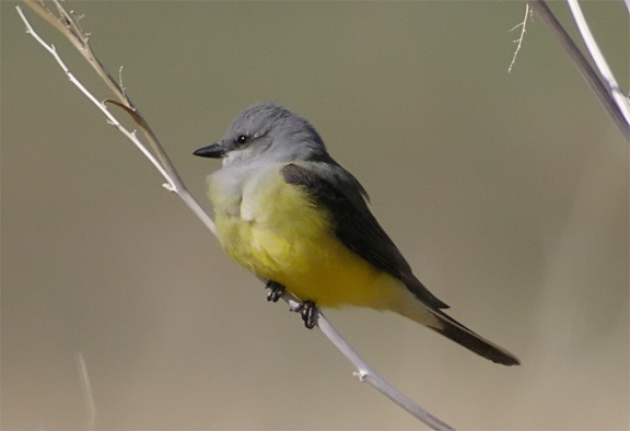 Western Kingbird