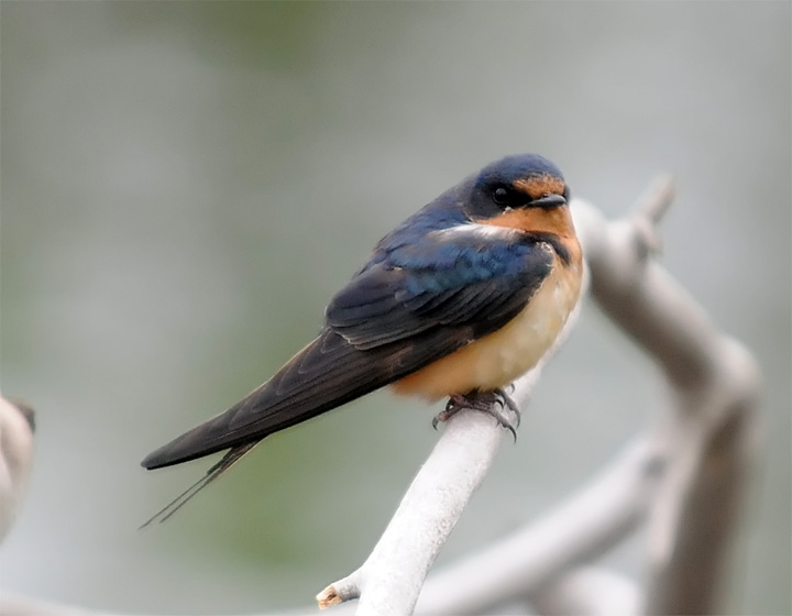 Barn Swallow