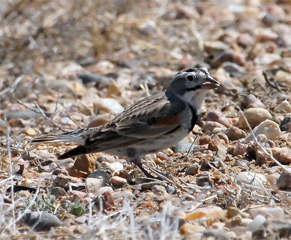 McCowns Longspur
