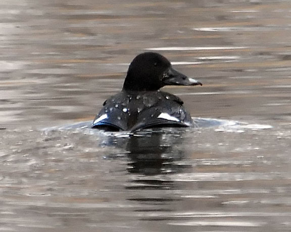 White-winged Scoter