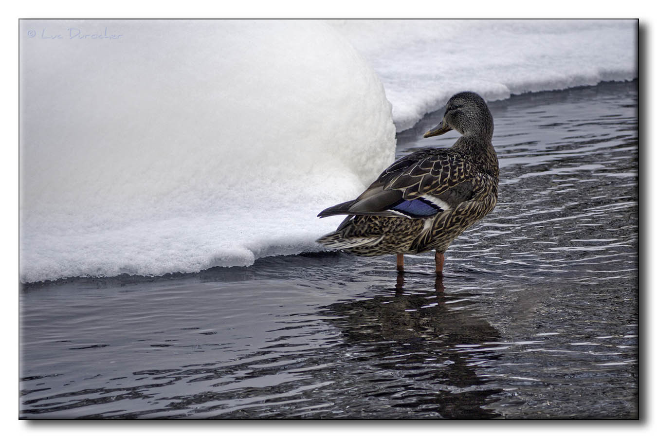 Colvert