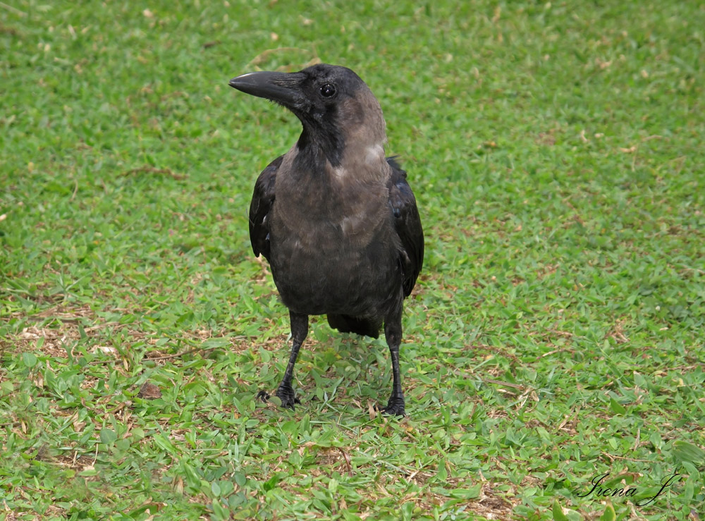 Corvus cornix - crow - siva vrana (IMG_7565.jpg)