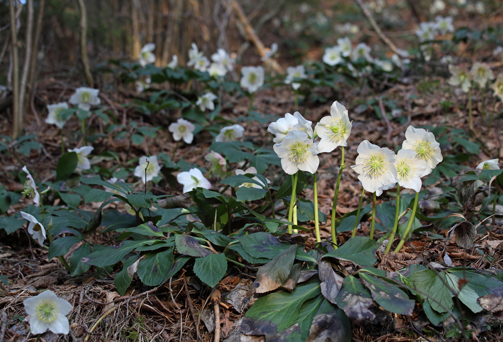 Helleborus niger - rni teloh (IMG_5862m.jpg)