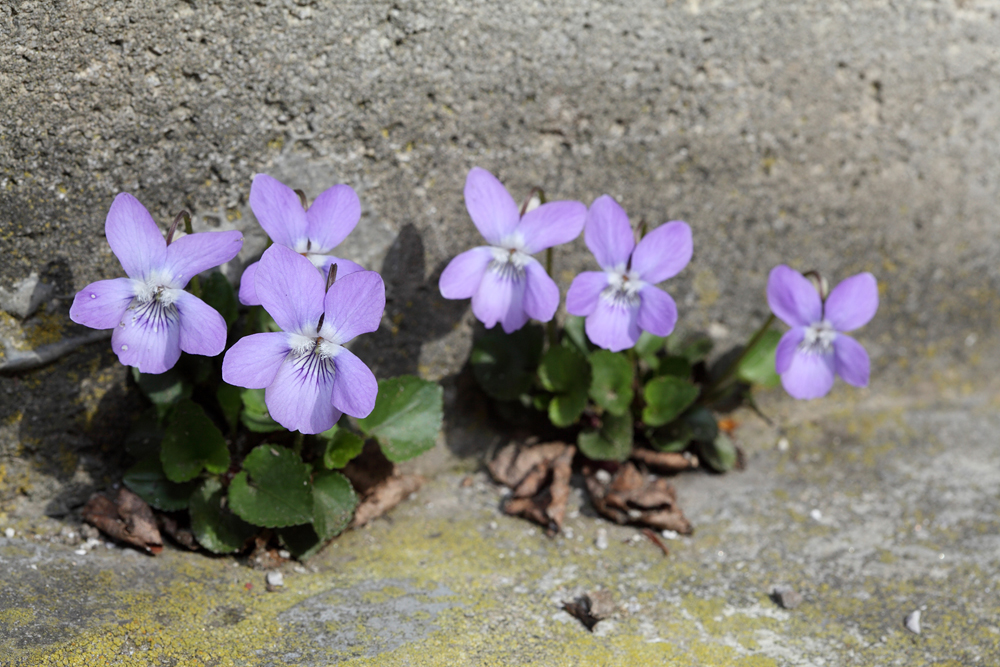 Viola odorata - diea vijolica (Nature finds the way (IMG_6272m.jpg))