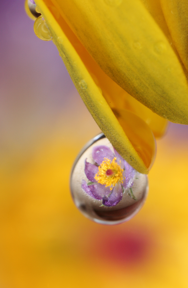 water drop with reflection (IMG_6538m.jpg)