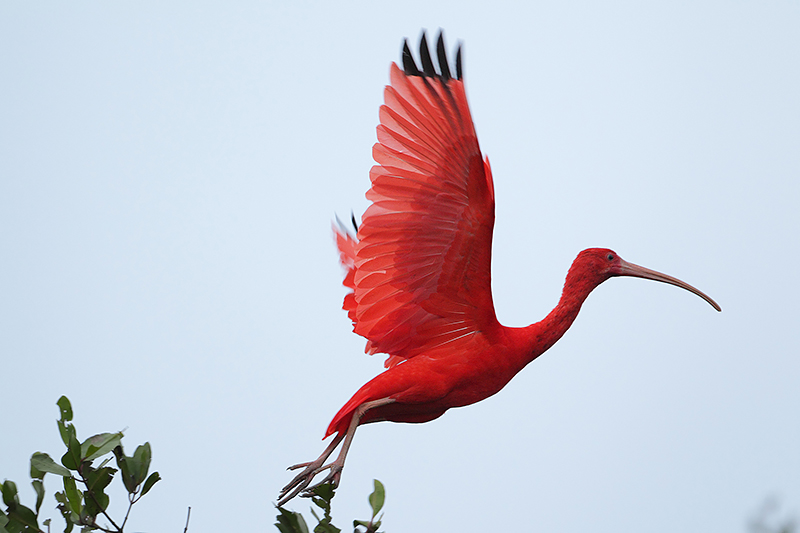 Vermiljoen rode ibis