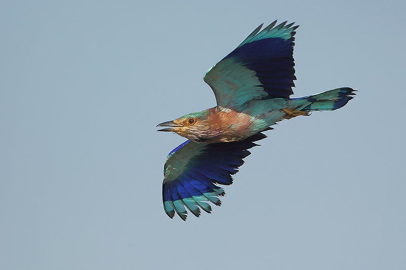 Indian Roller (Indische scharrelaar)