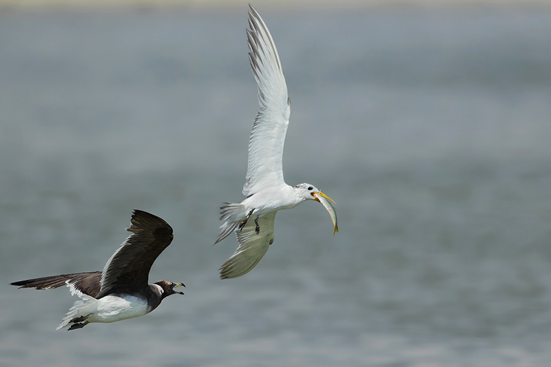 Greater crested tern (Grote kuifstern)