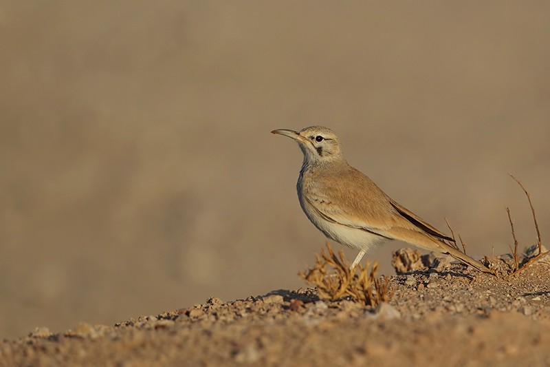 Hoopoe lark (Witbandleeuwerik)