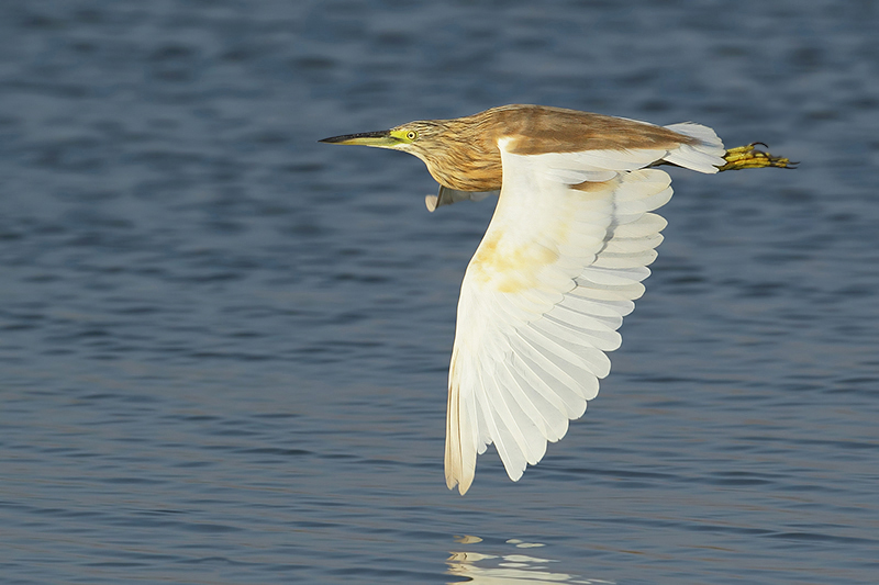 Squacco Heron (Ralreiger)