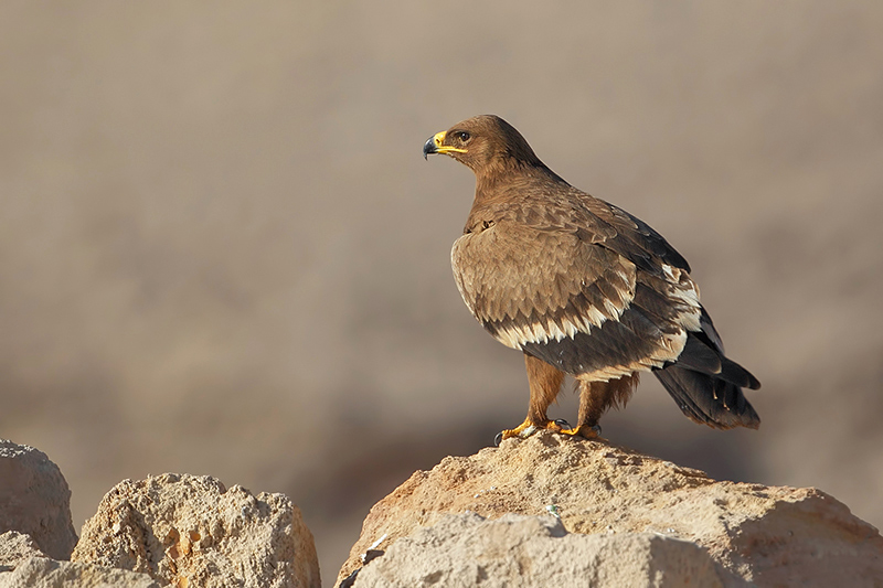 Steppe eagle ( Steppe arend )