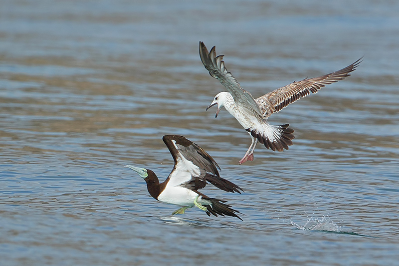 Brown Booby (Bruine gent)