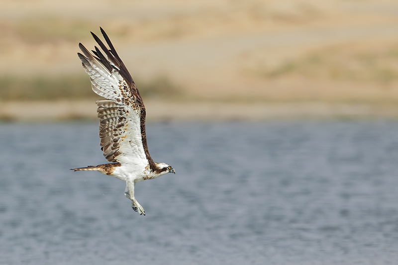 Osprey (Visarend)