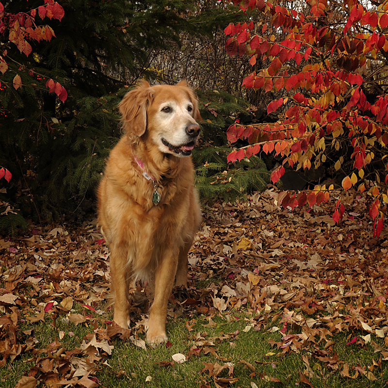 Dog Days of November