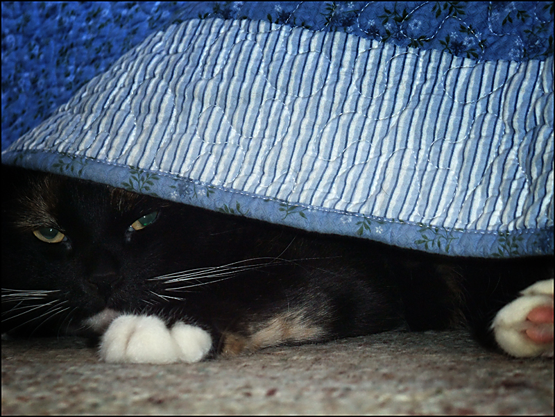 Hiding Under the Bed