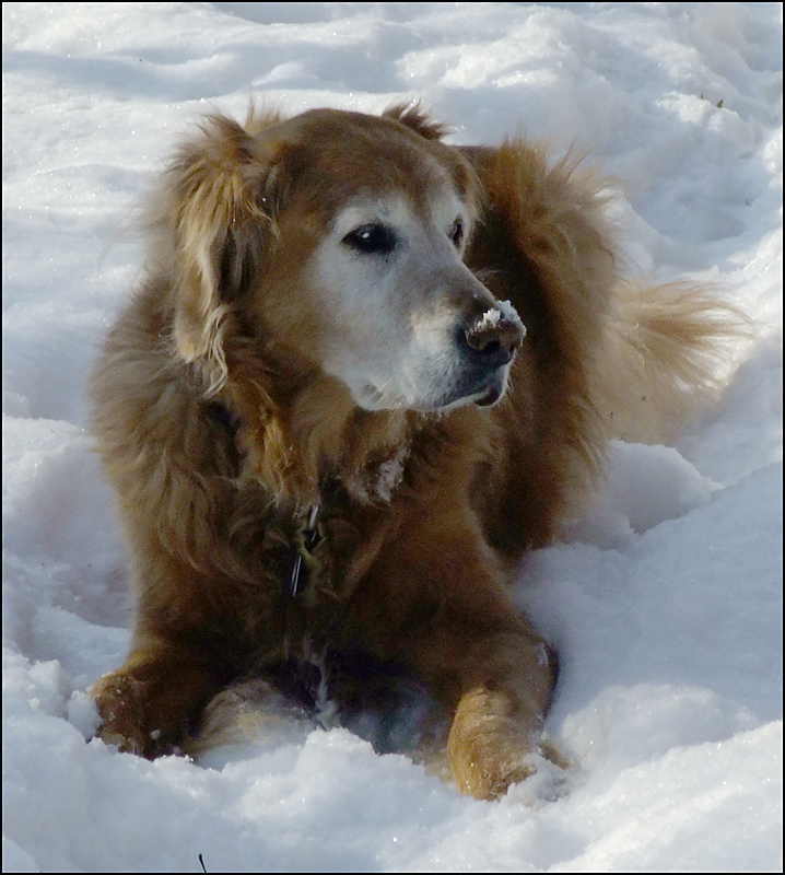 Fresh Snow