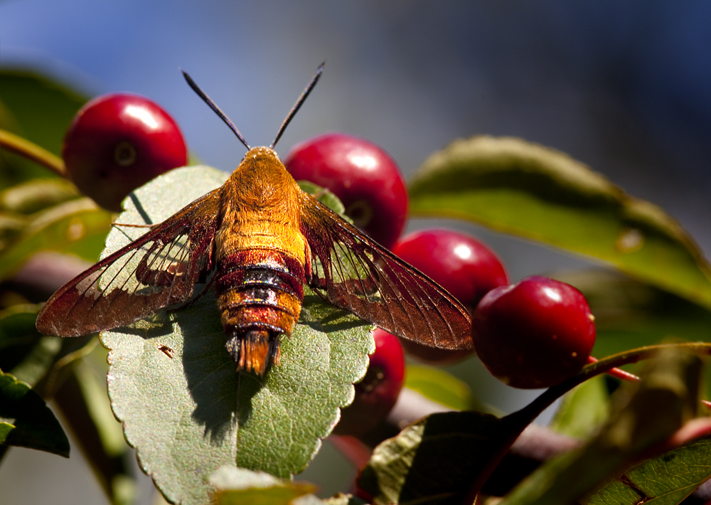 Clearwing Hummingbird Moth