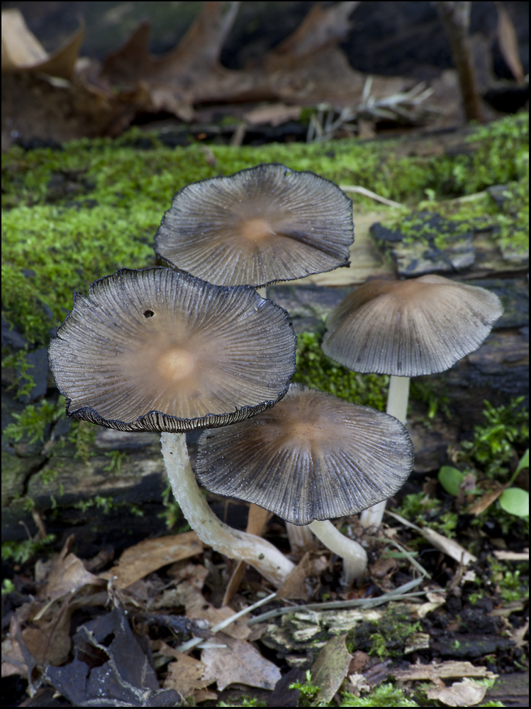 Just a Very Little Fungus