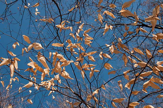 20100131-_DSC9218-Edit.jpg