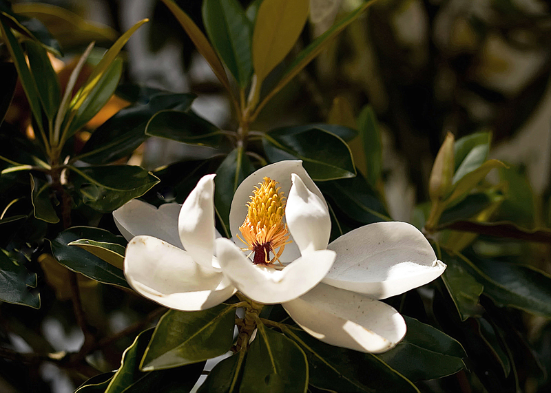 Late Spring Magnolia