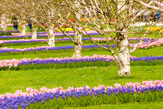 netherlands_9.jpg
