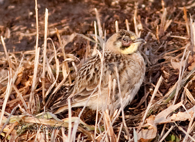 Horned Lark with red eye