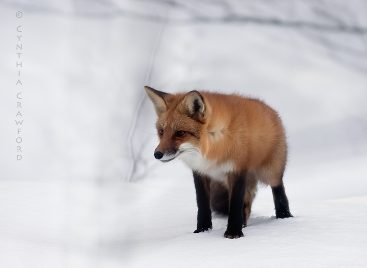 Red Fox-Alert