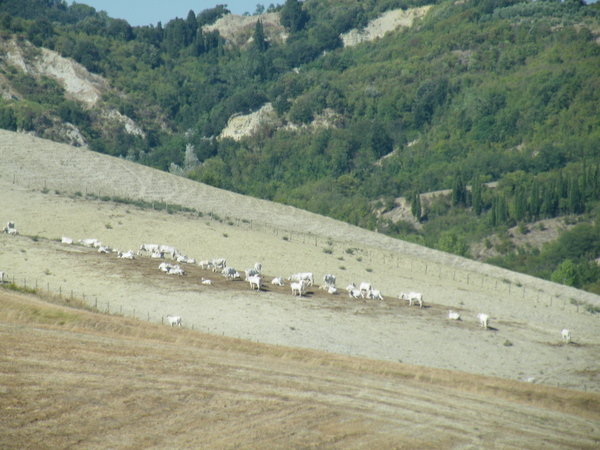 White Cows!