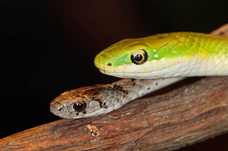 Brownsnake - Rough Greensnake