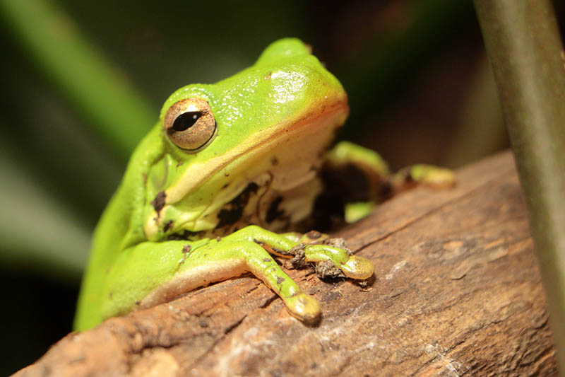 Green Tree Frog