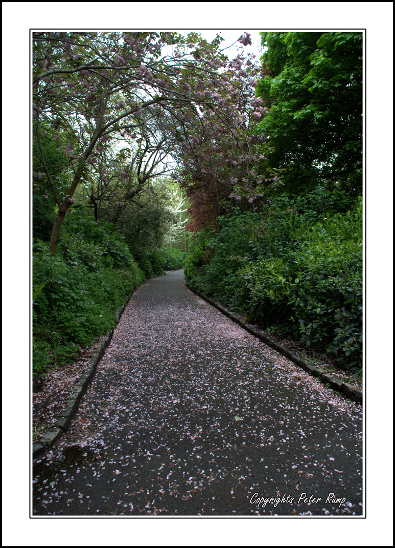 Through The Park.
