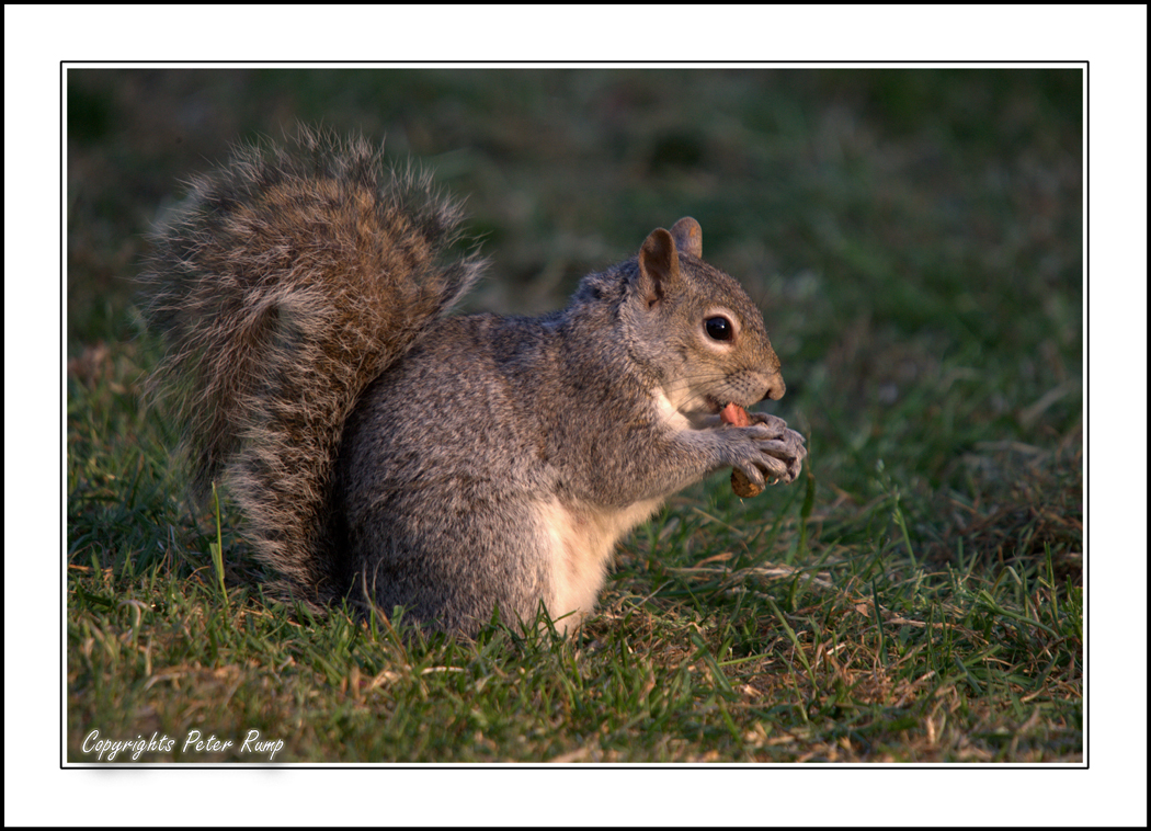 Squirrel