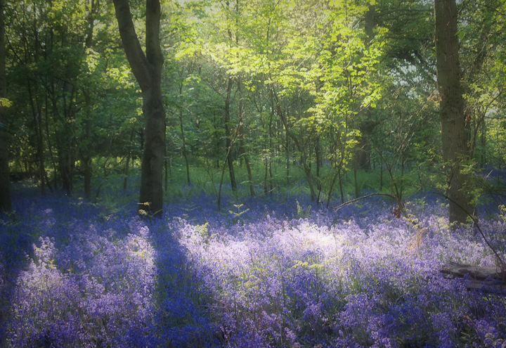 Lingwood