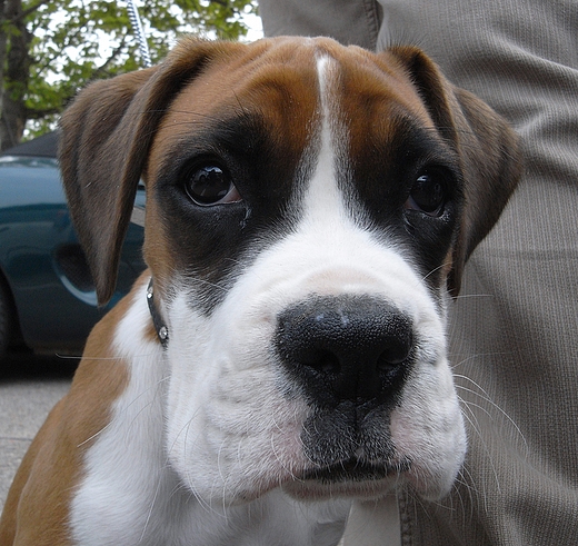 Boxer Pup
