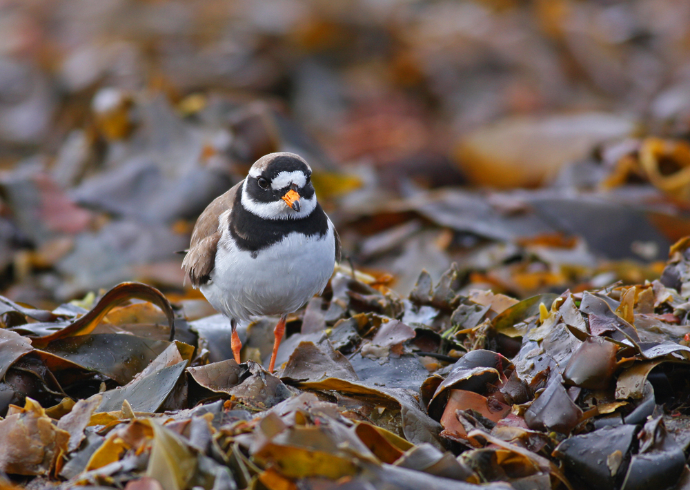 Ringed Plover