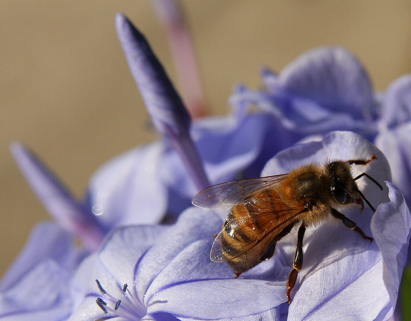 bee and stamens 3.jpg