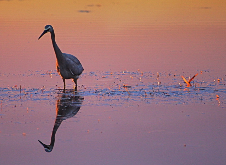 Water wader at sunset