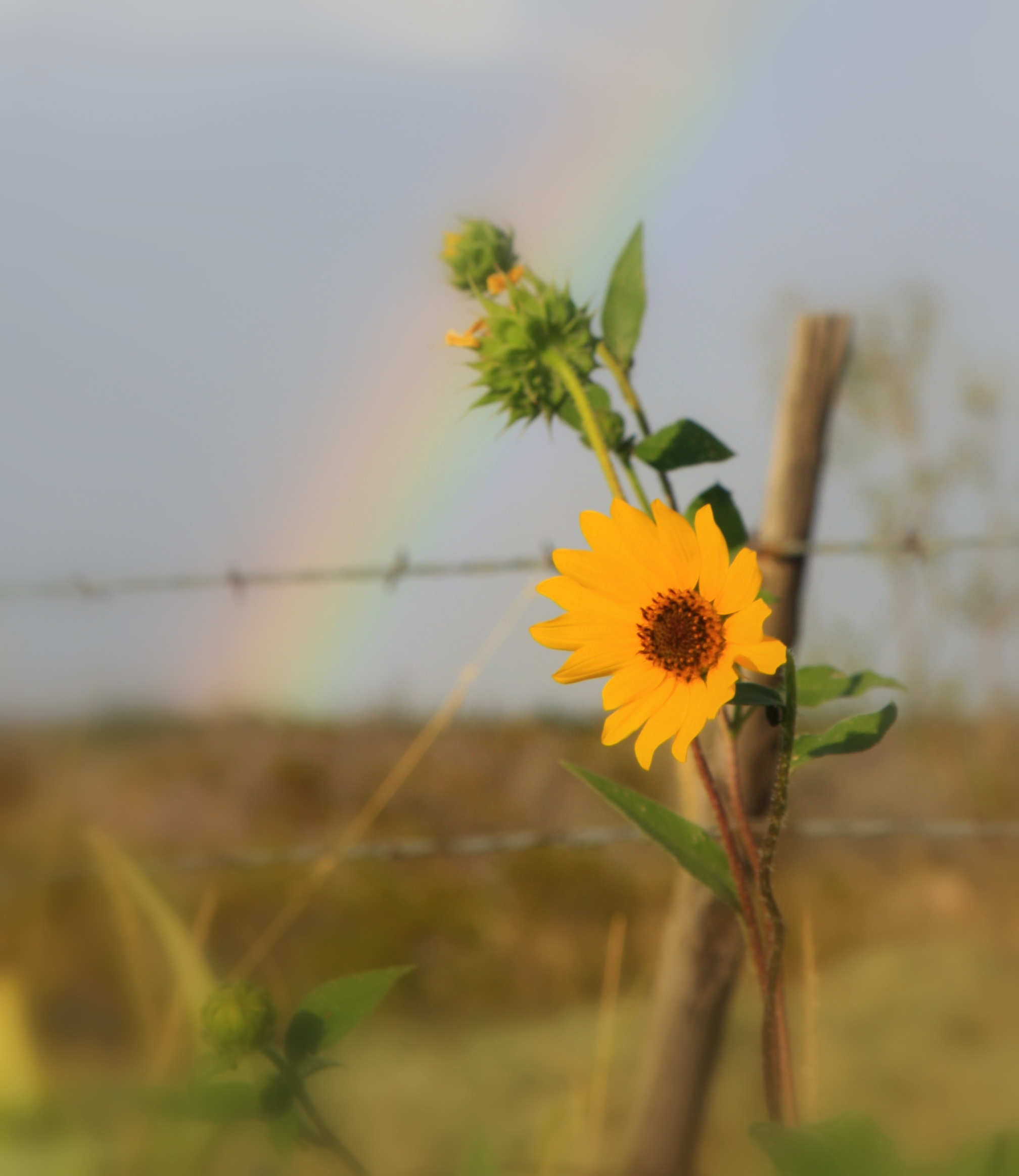 Sunflower Texas.jpg