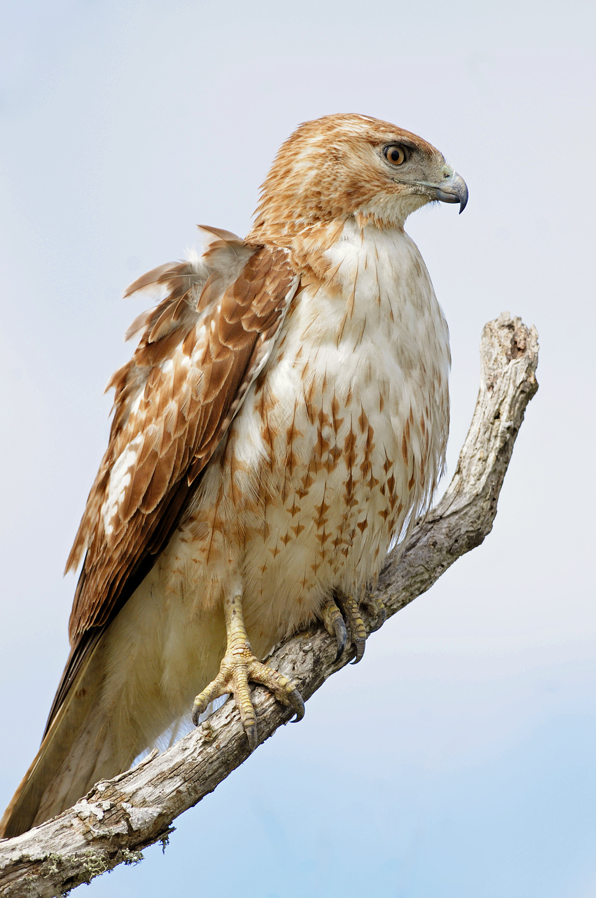 Red Tailed Hawk