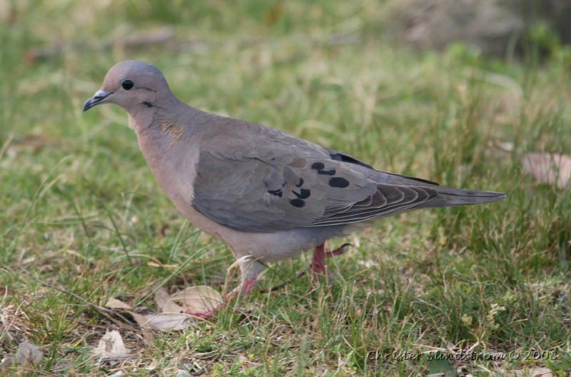 Eared Dove