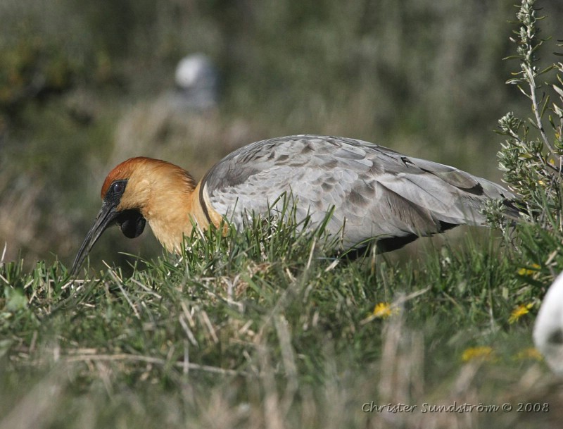 Black-faced Ibis