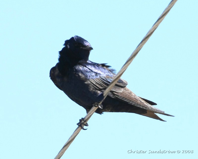 Southern Martin